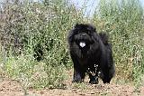 CHOW CHOW 144